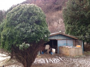 なぜか旧山羊小屋（日陰茶屋）にいました。ちなみに手前のモミの木の下半分は、山羊に食べられたところです。